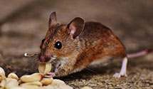 24 Hour & Emergency Exterminators in Robinson Creek, KY